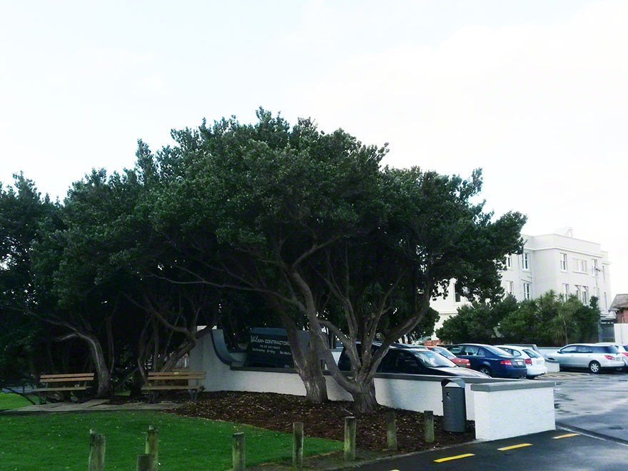 100x Chatham Island Ake Ake - $3.99 each