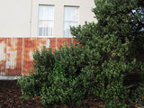 25x Shelter Combo - $4.99 trees & shrubs