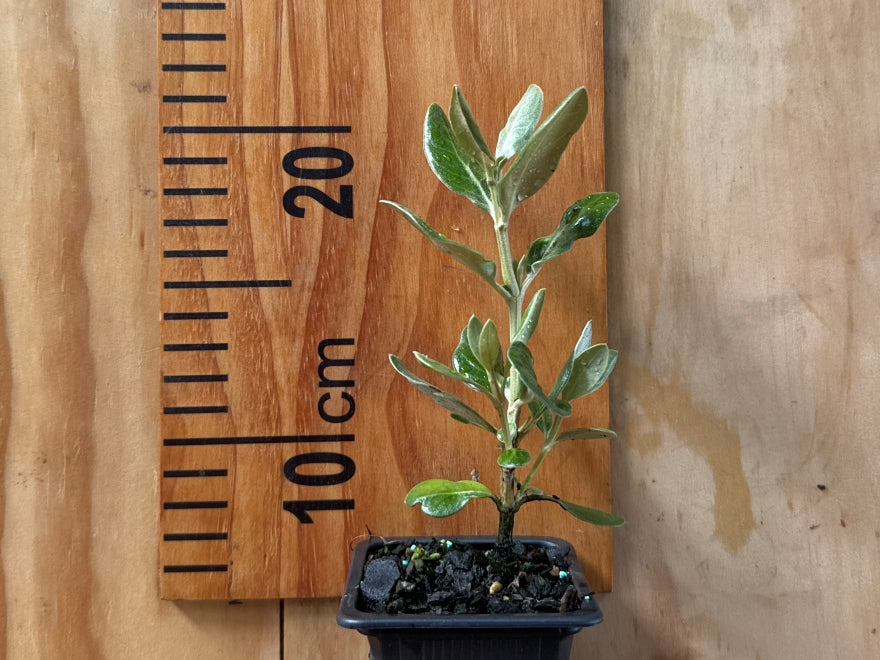 100x Chatham Island Ake Ake - $3.99 each