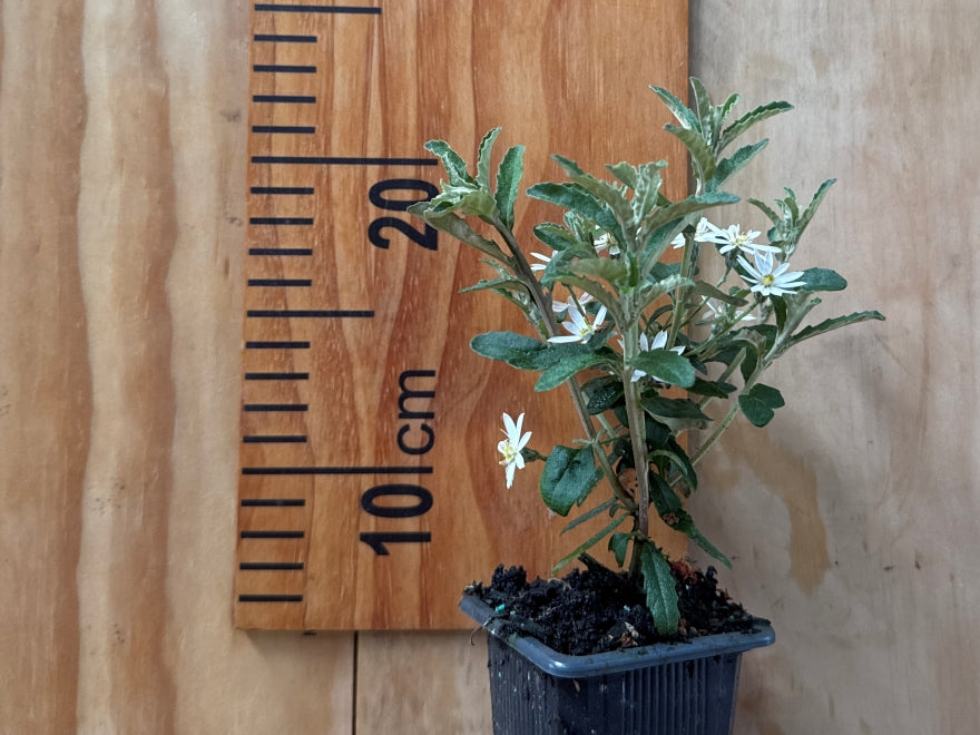 5x Dusty Daisy Bush - $2.99 each