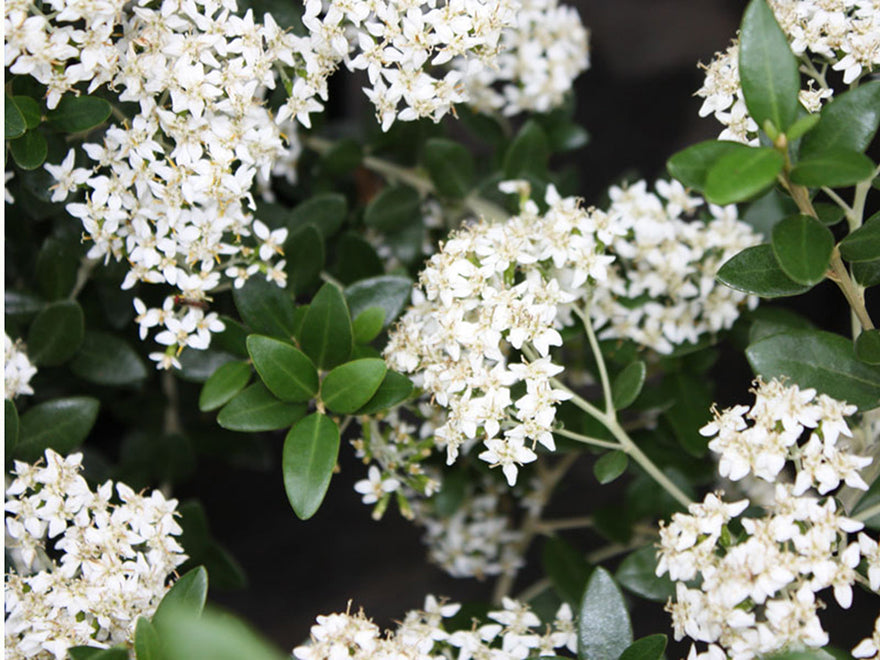 Olearia Haastii