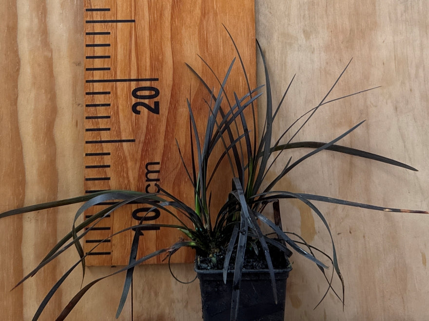 Ophiopogon planiscapus ‘Nigrescens’