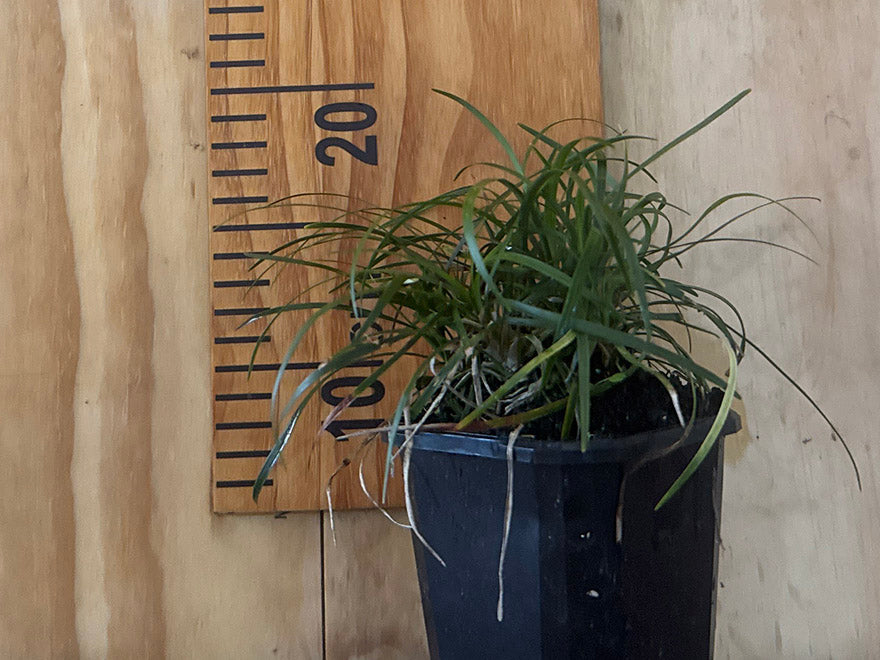 Ophiopogon japonicus