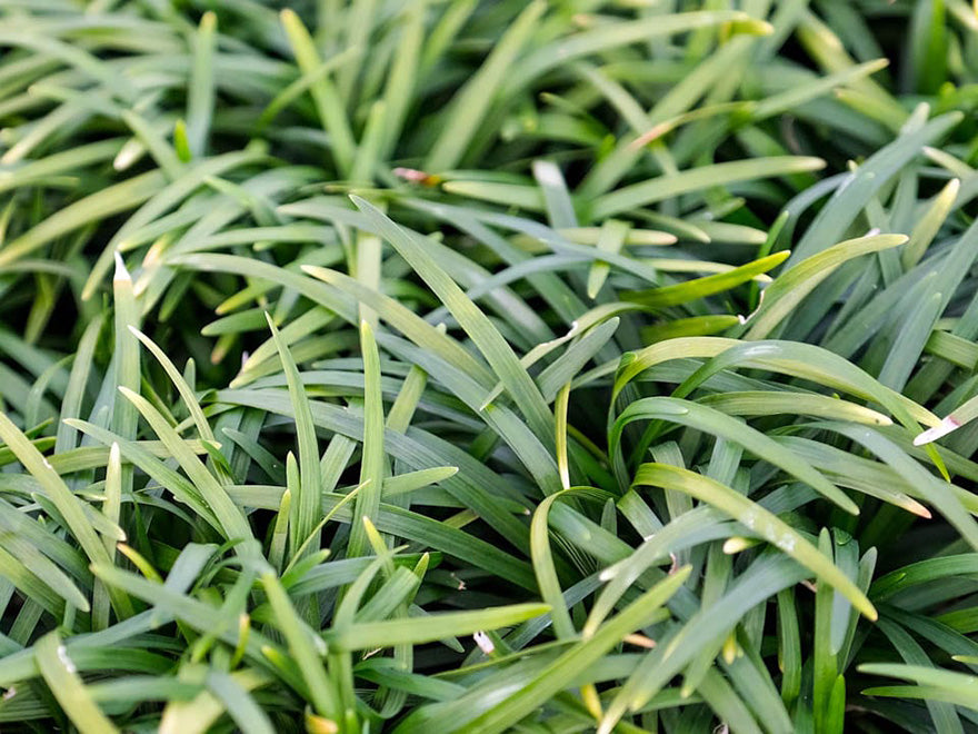 5x Green Mondo Grass - $5.99 each