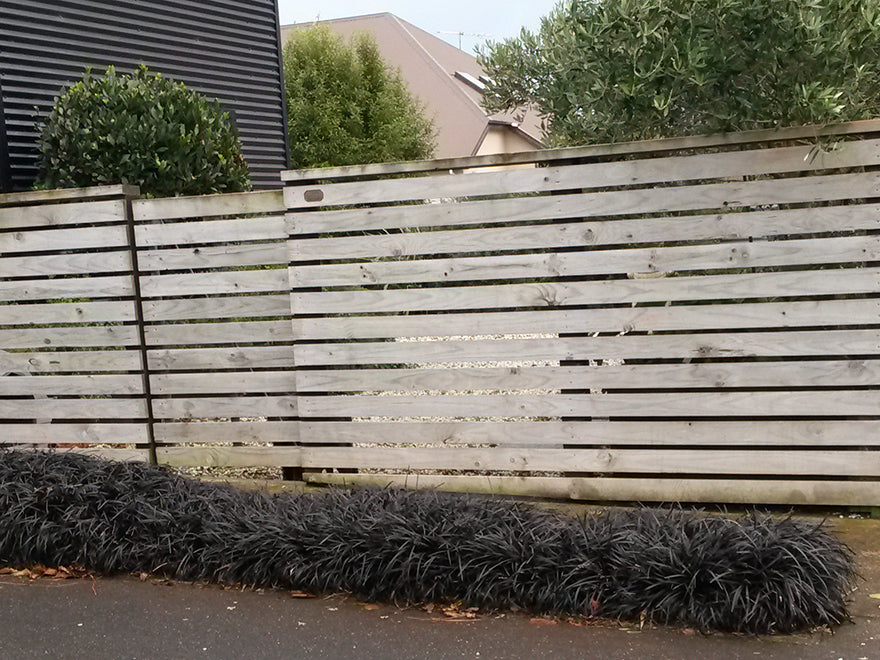 5x Black Mondo Grass - $1.99 each