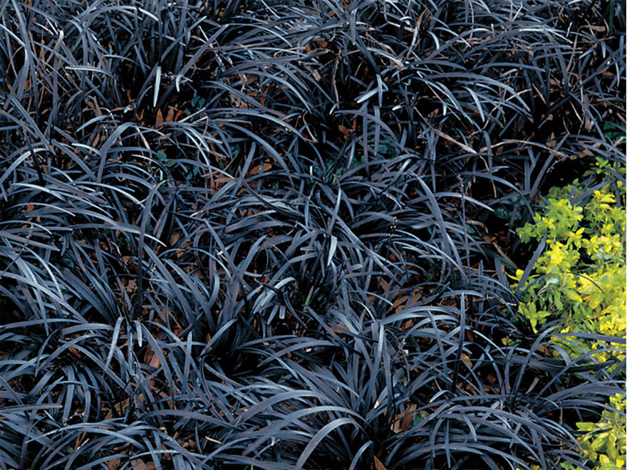 5x Black Mondo Grass - $5.99 each