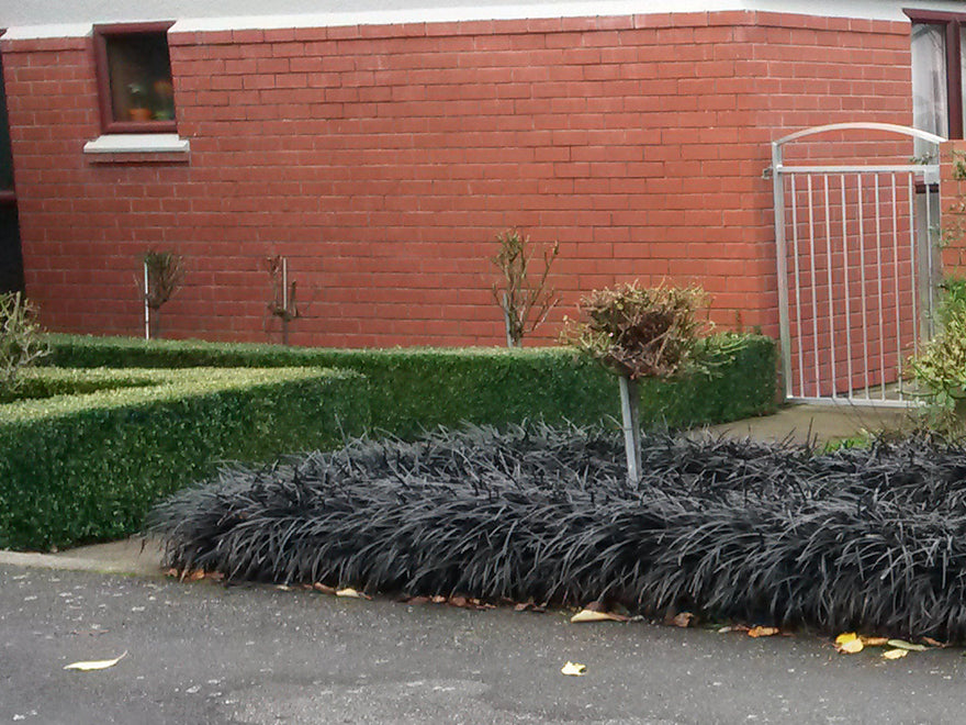 5x Black Mondo Grass - $5.99 each