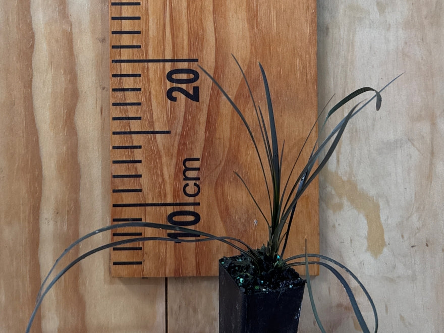 10x Black Mondo Grass - $1.99 each