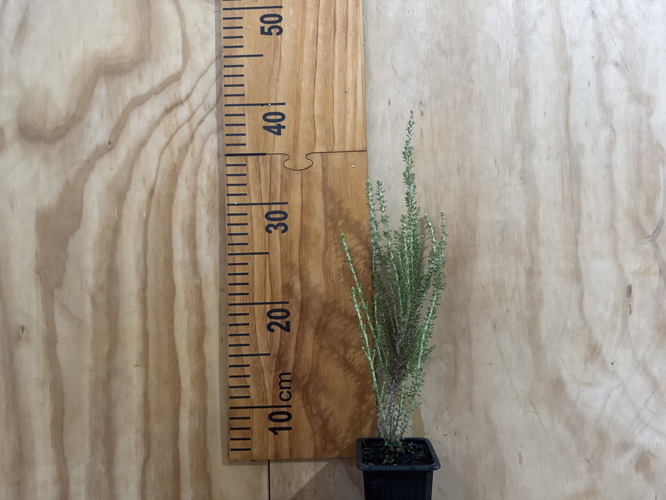5x Silver Mountain Heather - $1.99 each