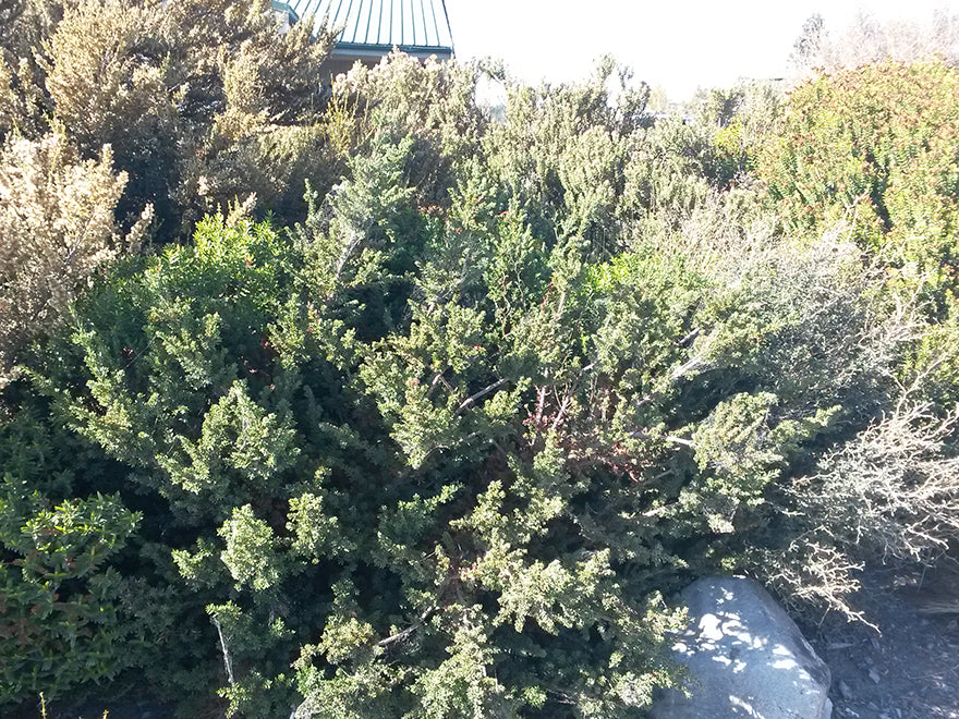 Ozothamnus leptophyllus