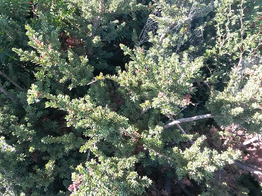 Ozothamnus leptophyllus