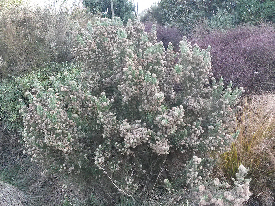 Ozothamnus leptophyllus