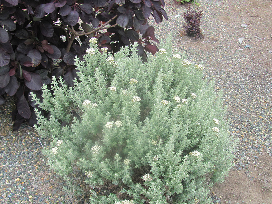 Ozothamnus leptophyllus