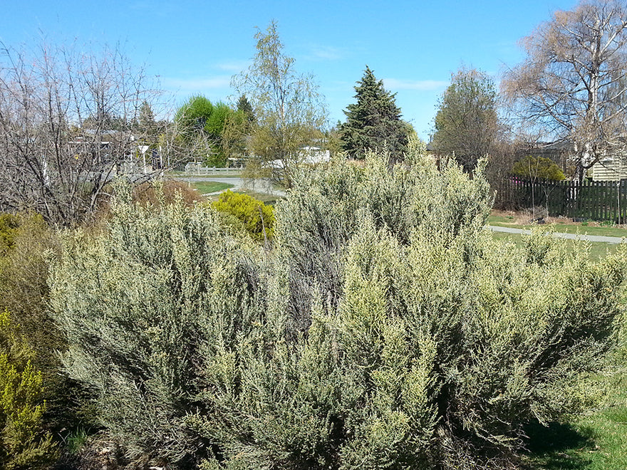 Ozothamnus leptophyllus