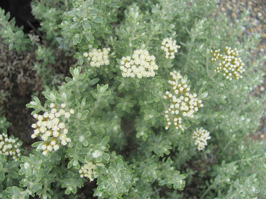 Ozothamnus leptophyllus