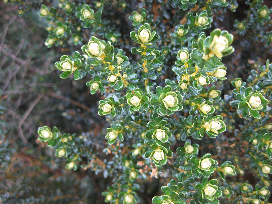 Ozothamnus leptophyllus