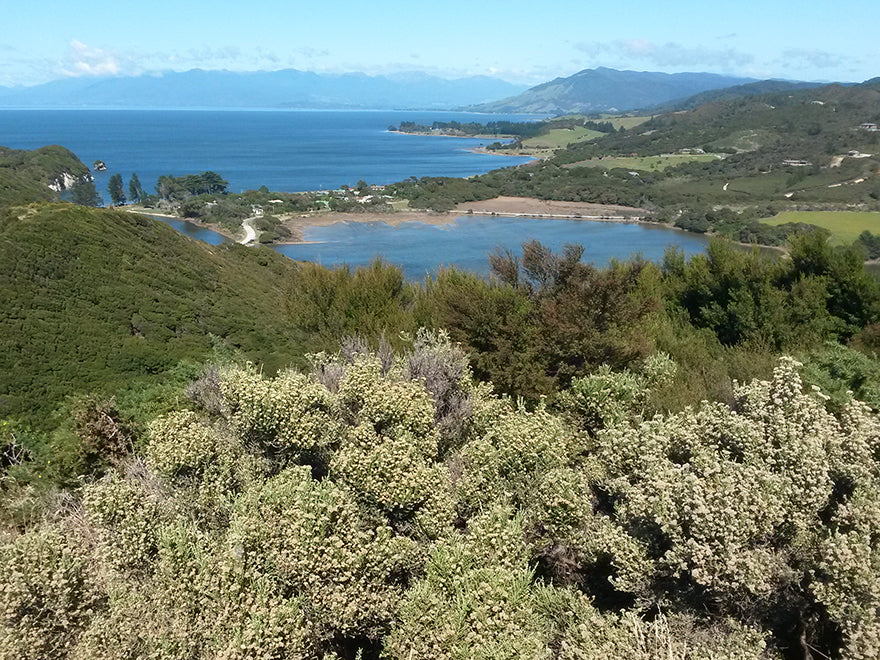 Ozothamnus leptophyllus