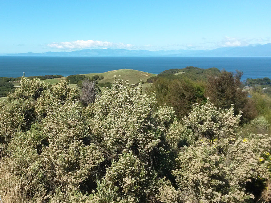 Ozothamnus leptophyllus