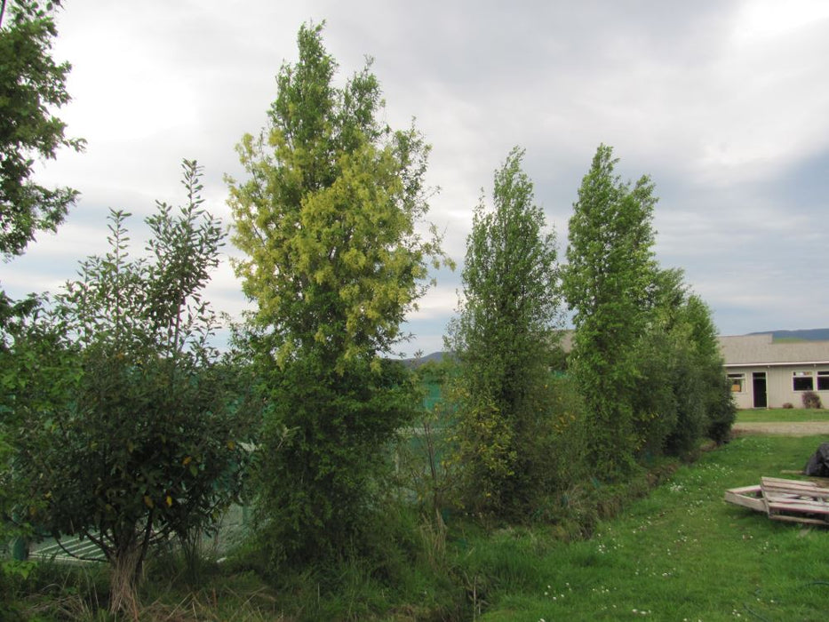 25x Shelter Combo - $4.99 trees & shrubs