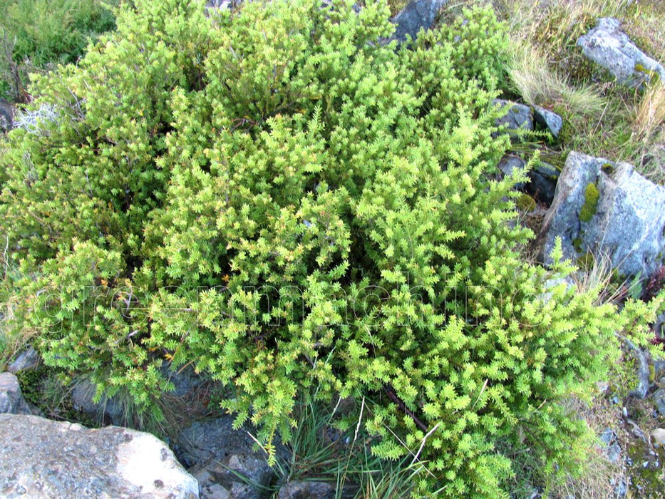 25x Alpine Totara Hedge - $7.99 each