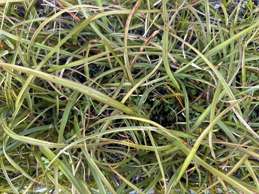 10x Flax Surfer Green