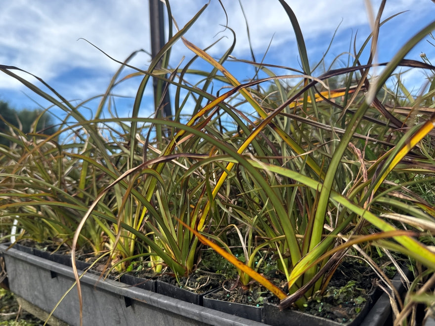 10x Flax Surfer Green