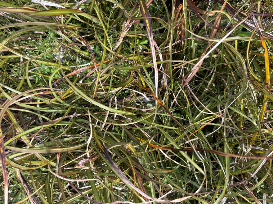 10x Flax Surfer Green