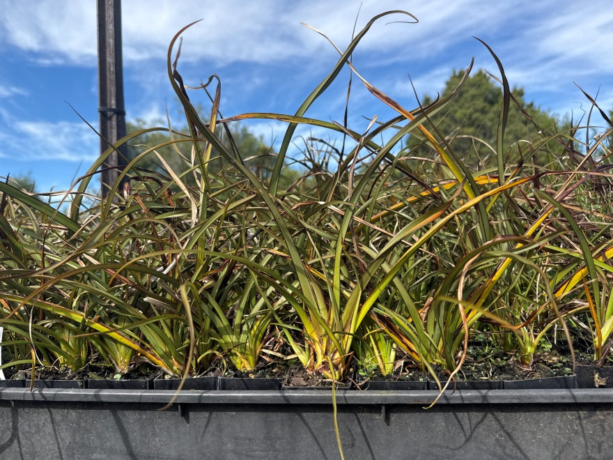 10x Flax Surfer Green