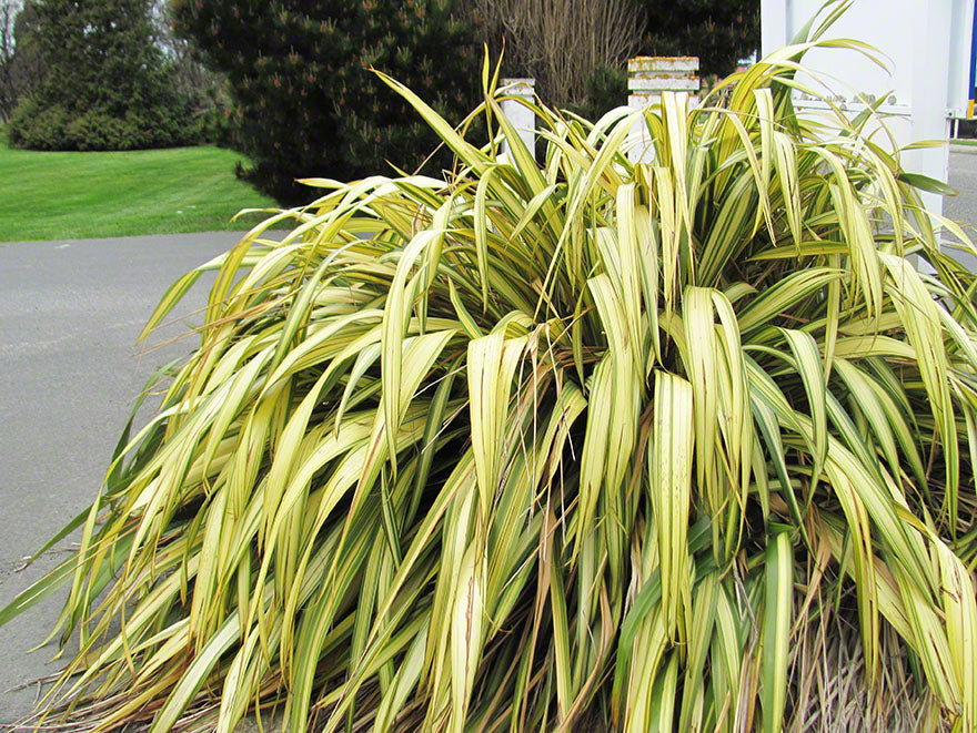 Phormium Yellow Wave