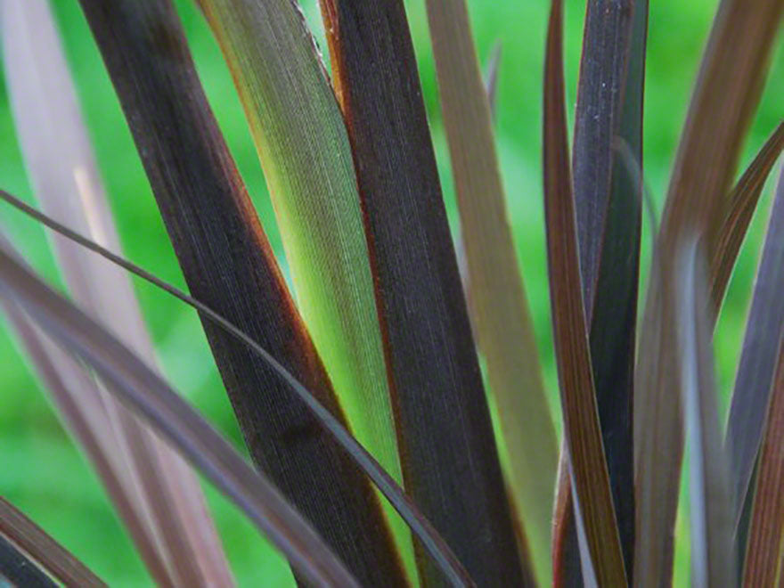 Phormium Black Rage x 10