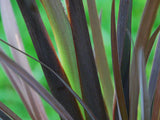 Phormium Black Rage x 10