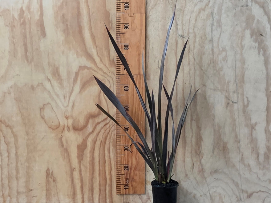Phormium Black Rage