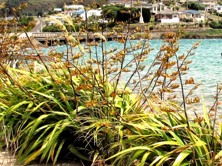 Phormium Cookianum Green