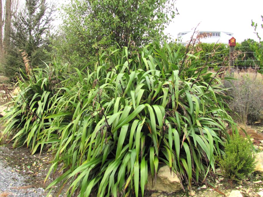 Phormium Cookianum Green