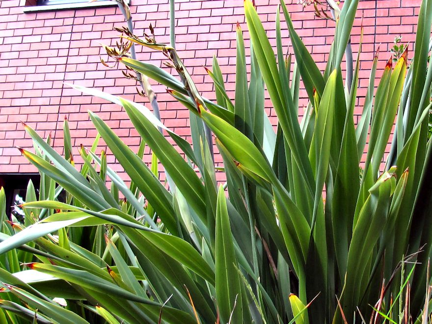 10x Mountain Green Flax - $1.99 each