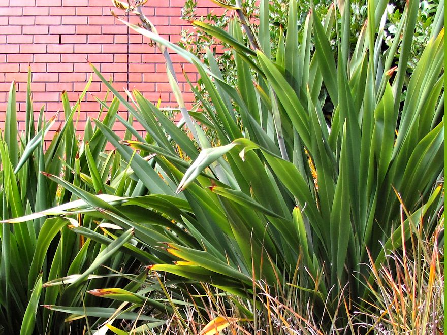 Phormium Cookianum Green