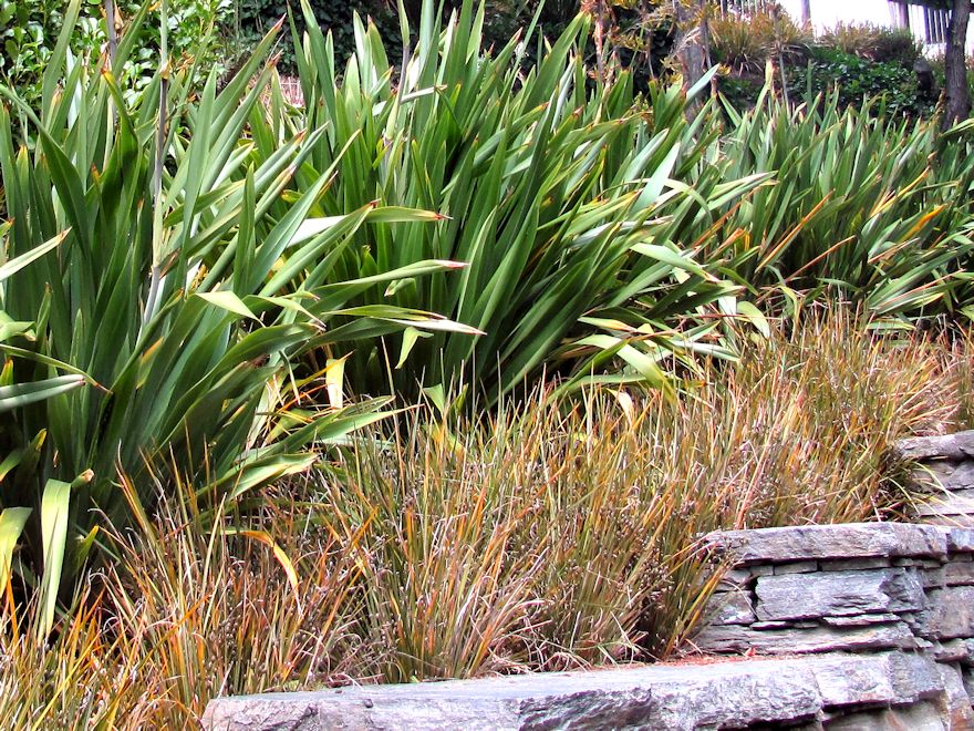 Phormium Cookianum Green - XL Size