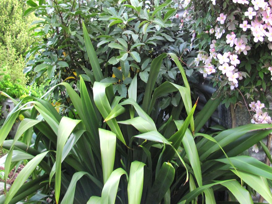 Phormium Cookianum Green