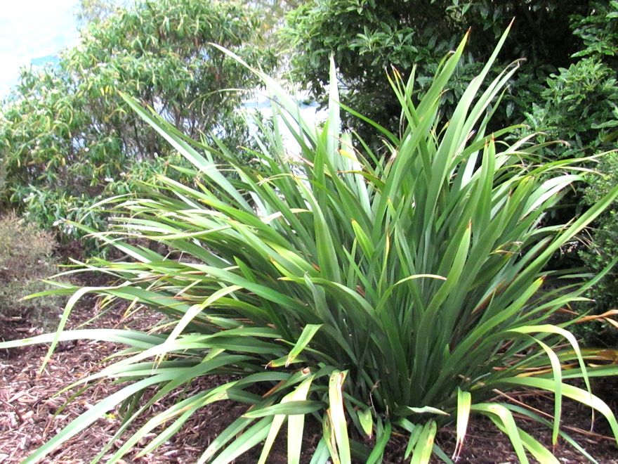 Phormium Cookianum Green