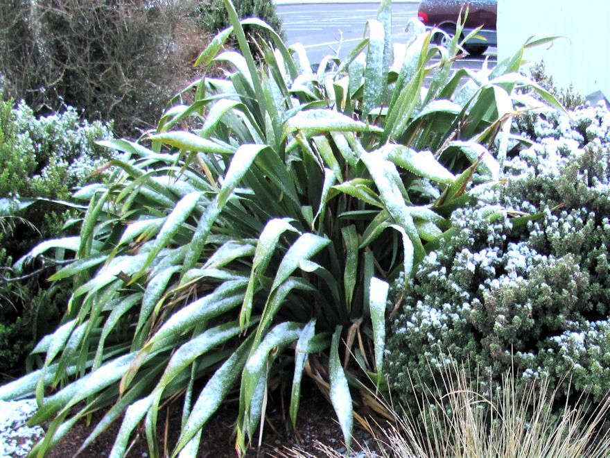 Phormium Cookianum Green