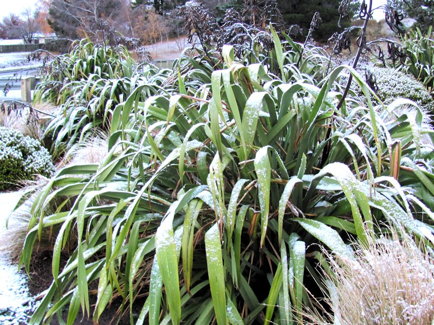 100x Mt Green Flax - $2.99 each