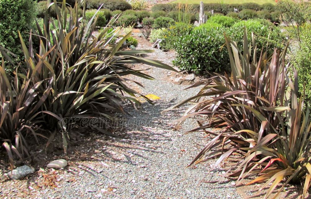Phormium Cookianum Purple