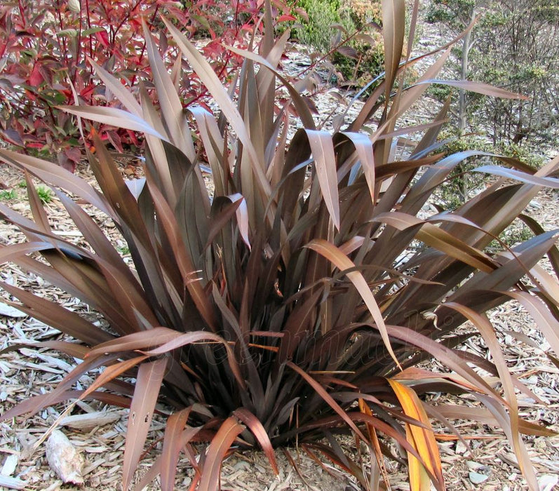 Phormium Cookianum Purple