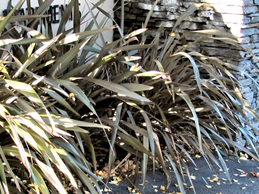 Phormium Cookianum Purple