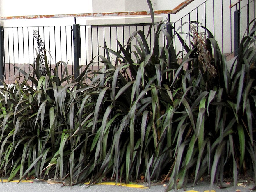 Phormium Cookianum Purple