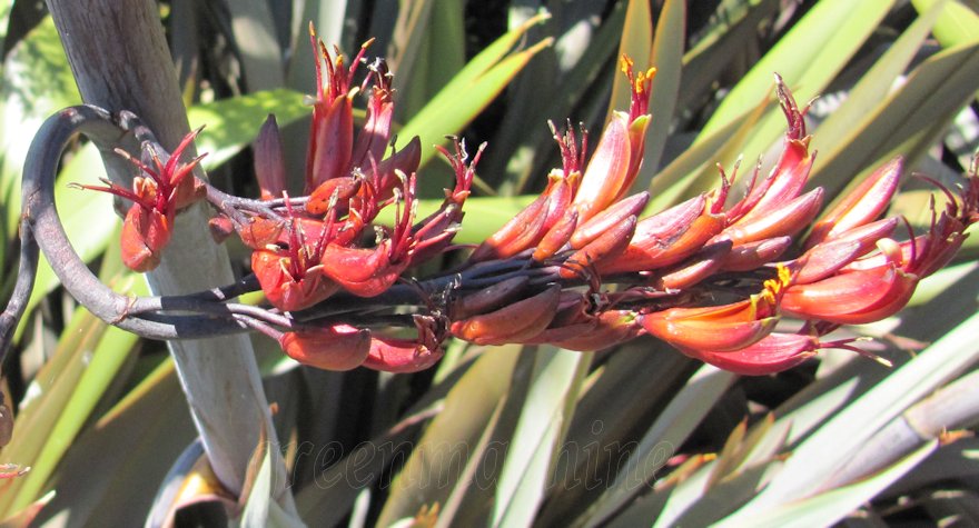 Phormium Cookianum Purple
