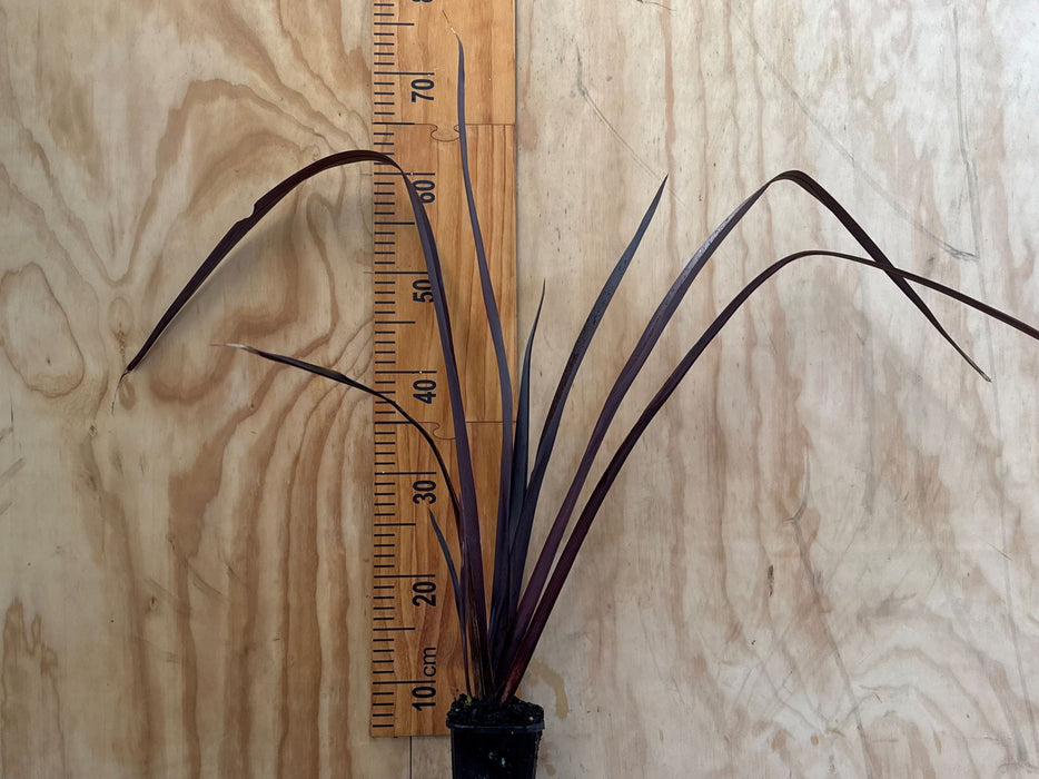 Phormium Dark Delight