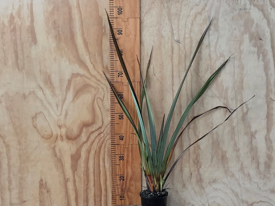 Phormium Jack Spratt
