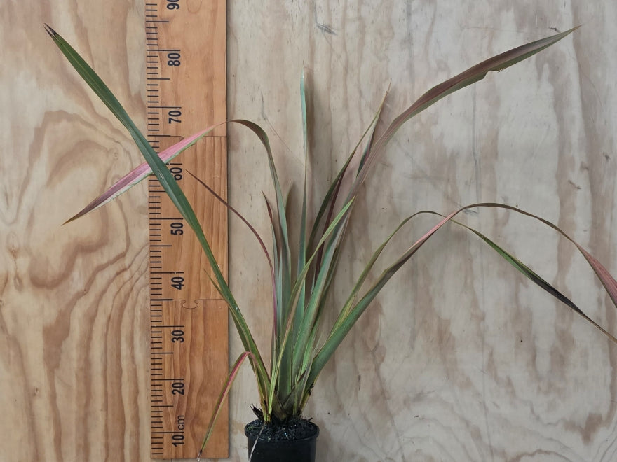Phormium Jester