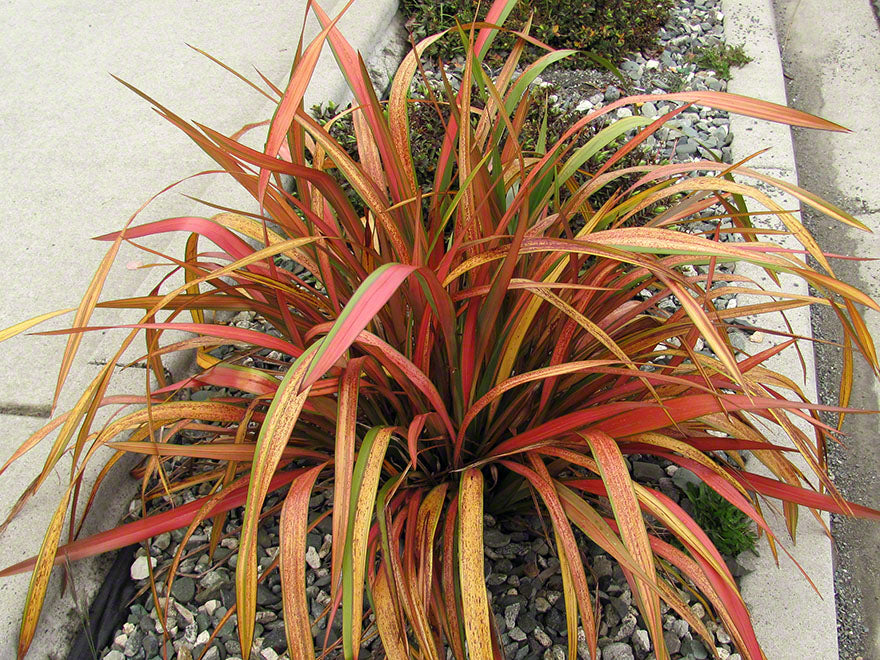 5x Phormium Jester - $12.99 each